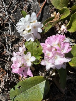 Mayflower Photo: Carolyn Wheeler