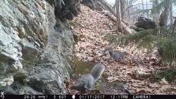 OBSESSION for Squirrels Photo: Northern Woodlands