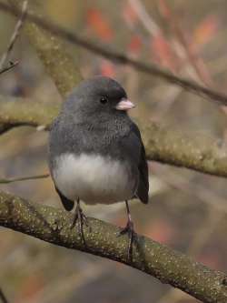 Junco Photo: Charlie Schwarz