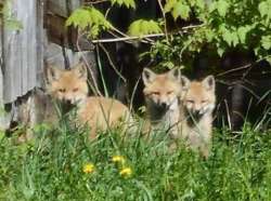 Fox kits Photo: Matthew Hudson