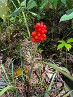 Berries Photo: Alfred J. Sorensen