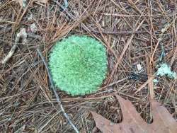 Moss Photo: Alfred J. Sorensen