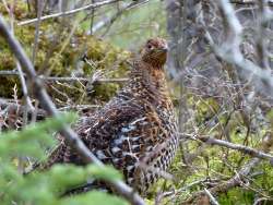 Spruce Grouse Photo: Gordon Gould