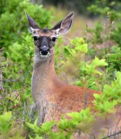 Deer Photo: Lonnie Jandreau