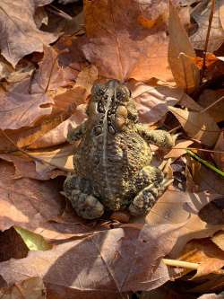 american toad Photo: Tricia Knoll