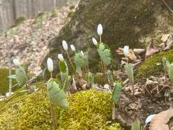 Bloodroot blossoms Photo: Stephanie Erlandson