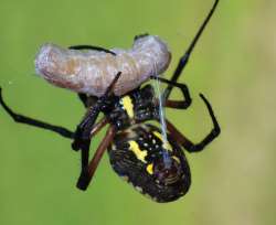 Argiope spider Photo: Frank Kaczmarek