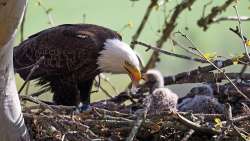 Eagle parent Photo: Charlie Schwarz