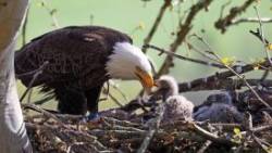 Eagle parent Photo: Charlie Schwarz