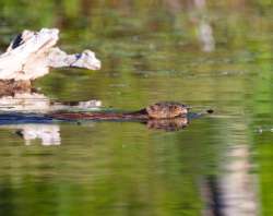 Beaver Photo: Tom Grett