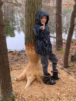 Beaver tree Photo: Nicholas Anderson