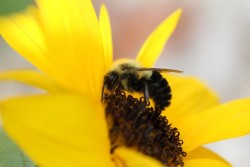 Bee on flower Photo: Jack Saul