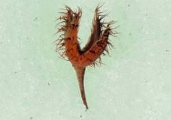 Beechnut Photo: Deb Clough