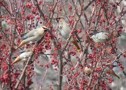 9_bohemian_waxwings.jpg