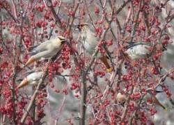 9_bohemian_waxwings.jpg