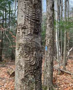 Tree patterns Photo: Sharon Bombard