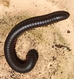 Nature Photo: Bonita Choly