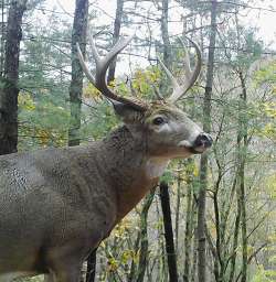 Buck Photo: Bonnie Honaberger