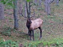 9_bull_elk.jpg