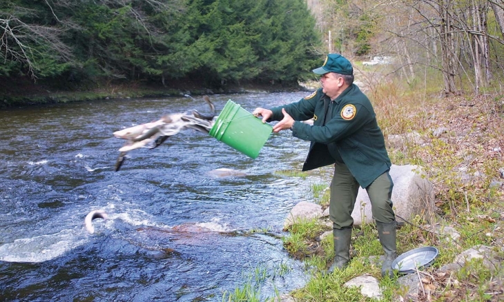 Bringing Back Wild Trout