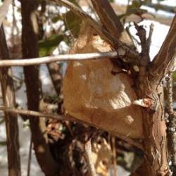 Cecropia Moth Cocoon Photo: Sally Cornwell