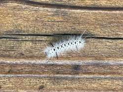 Tussock moth Photo: Bonita Choly