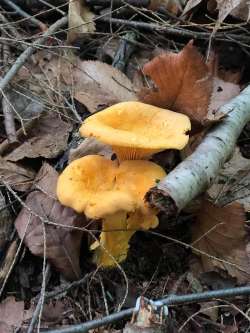 Classic mushrooms Photo: Rodney Johnson