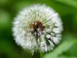 9_dandelion_seeds.jpg