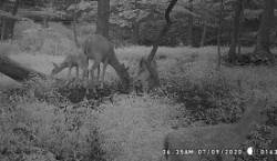 Doe with Fawns Photo: Bonnie Honaberger