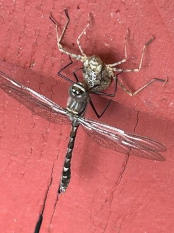 Dragonfly Photo: John H. Anderson