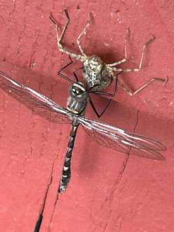 Dragonfly Photo: John H. Anderson