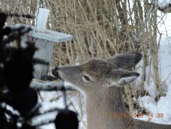 January 2017 Photo: Ellen Valley