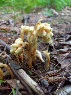 Eastern pinesap Photo: Crystal Phillips