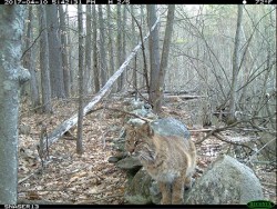 9_farandnear_stonewall_bobcat.jpg