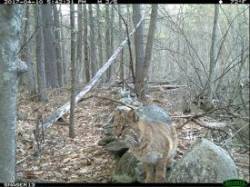 9_farandnear_stonewall_bobcat.jpg