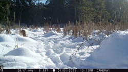9_Fox_Cam.jpg