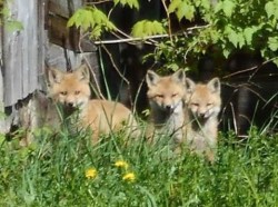 Fox kits Photo: Matthew Hudson