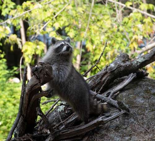 Raccoon release