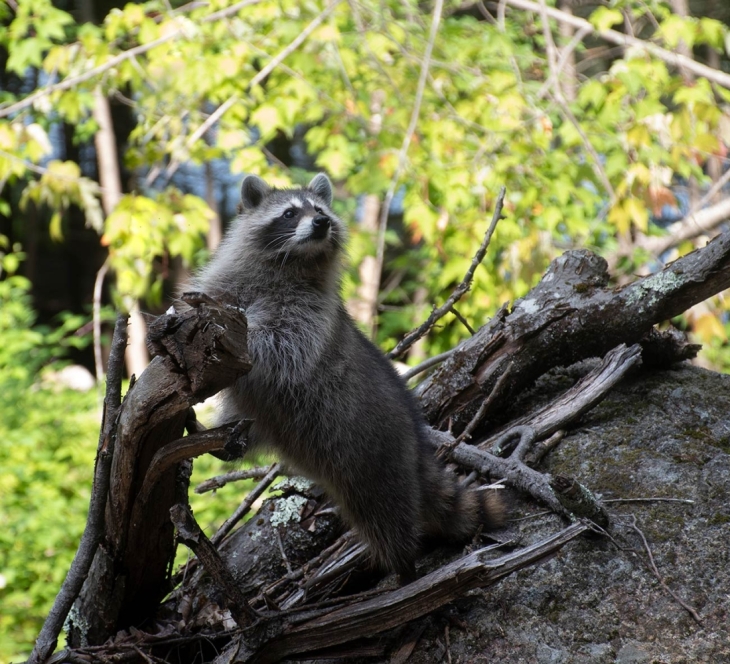 Wildlife Rehabilitation: Returning Raccoons to the Woods