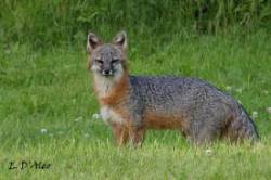 Gray Fox Photo: Eric D'Aleo
