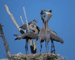 Landing Lessons Photo: Ron Logan