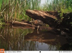 Green Day Photo: Northern Woodlands