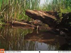 Green Day Photo: Northern Woodlands