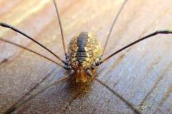 Harvestman Photo: Frank Kaczmarek