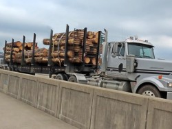 Headed to mill Photo: Charlie Schwarz