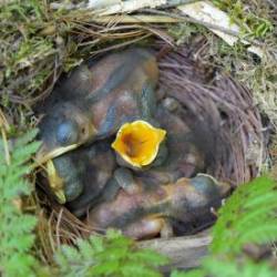 Hermit Thrush Photo: AM Dannis
