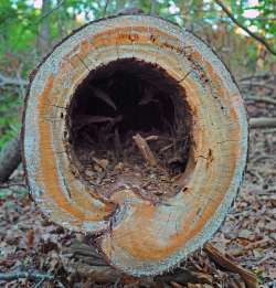 Pine Log Photo: Geoffrey Bluh