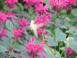 Hummingbird Photo: Harriet Szanto