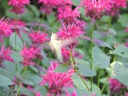 Hummingbird Photo: Harriet Szanto