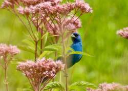 Indigo bunting Photo: Karinne Heise